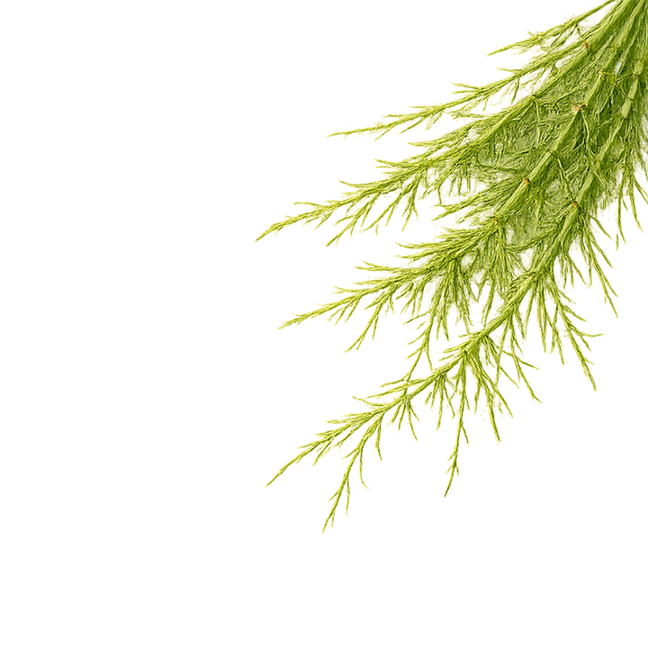 Horsetail
