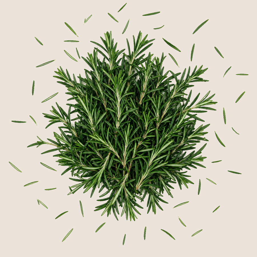 Rosemary Extract